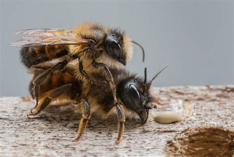 Do Honey Bees Reproduce Sexually or Asexually? And Why Do They Sometimes Dance Like They’re at a Disco?