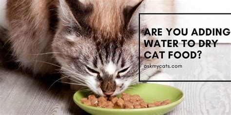 Should I Add Water to My Cat's Dry Food? And Why Do Cats Dream of Electric Mice?