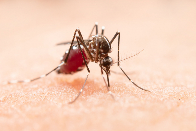 Número de mortos por dengue no Brasil ultrapassa total dos últimos dois anos somados